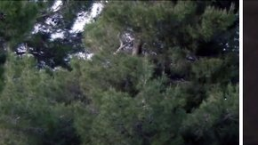 Uno de los arrestados y el parque donde ocurrio el supuesto ataque. /ABC 7