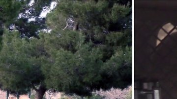 Uno de los arrestados y el parque donde ocurrio el supuesto ataque. /ABC 7