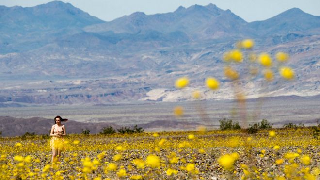 Los girasoles del desierto son algunas de la plantas que germinan en el Valle de la Muerte durante la "Super Floración".
