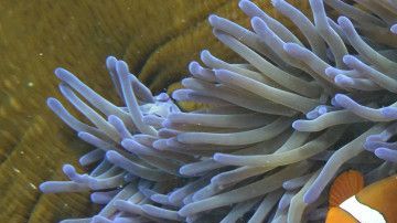 coral