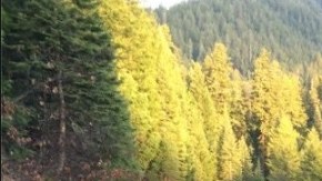 Un puente de la Carretera 3 en el norte de California se derrumbó.