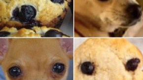 ¿Chihuahua o Muffin? Se pregunta ‎Karen Zack, la creadora de estos collages que han revolucionado Internet.