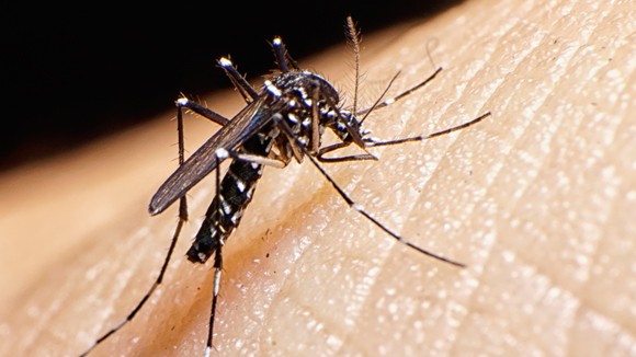 La epidemia del virus del Zika afecta a varios países.