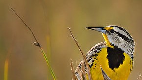 La Sociedad Audubon indica que el nombre del ave en español es muy diferente de su nombre en inglés: ‘pradero tortillaconchile’.