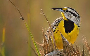 La Sociedad Audubon indica que el nombre del ave en español es muy diferente de su nombre en inglés: ‘pradero tortillaconchile’.