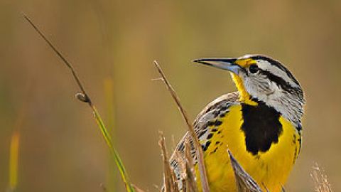 La Sociedad Audubon indica que el nombre del ave en español es muy diferente de su nombre en inglés: ‘pradero tortillaconchile’.