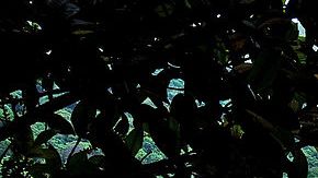 Turistas visita el Parque Nacional del Volcán Poas en Alajuela, Costa Rica.