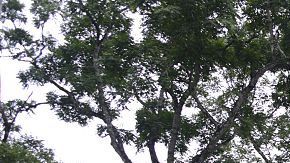 El Templo de las Máscaras en el sitio arqueológico Uaxactún, municipio Uaxactún, departamento de Petén, unos 570 km al norte de Ciudad de Guatemala, en la frontera con México y Belice.