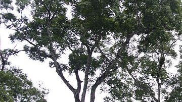 El Templo de las Máscaras en el sitio arqueológico Uaxactún, municipio Uaxactún, departamento de Petén, unos 570 km al norte de Ciudad de Guatemala, en la frontera con México y Belice.