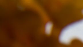 La propuesta SB49, denominada "Defensa ambiental de California", fue presentada por Kevin De León y Henry Stern .