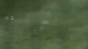 Trayce Thompson, de los Dodgers, tuvo otra buena actuación en la pretemporada del equipo.