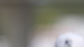 Alex Rodríguez se irá a finales de 2017.