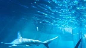 Así se ve la habitación sumergida en el acuario.