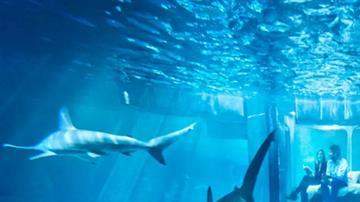 Así se ve la habitación sumergida en el acuario.