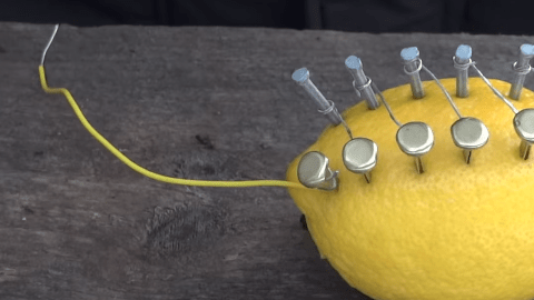 lemon1