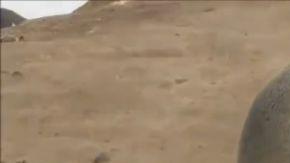 leona marina viral muerte cria