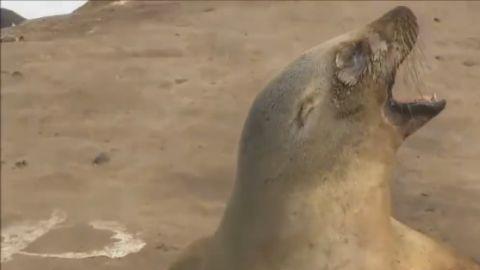 leona marina viral muerte cria