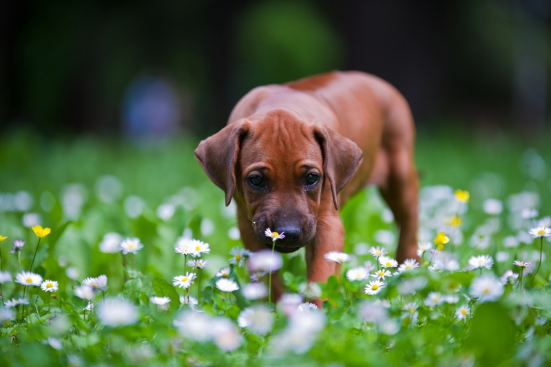 Muchos caninos, al igual que los humanos, son alérgicos al polen de la primavera.