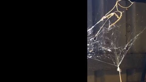 serpiente araña