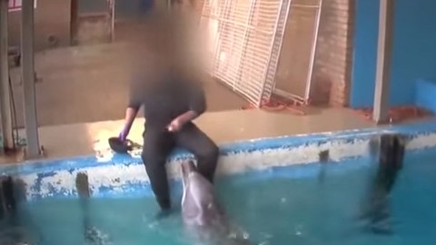 sex-delfin