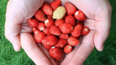 fresas