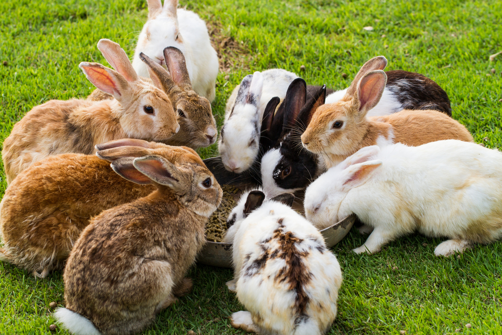Animales que son todavía más fértiles que los conejos - La Opinión