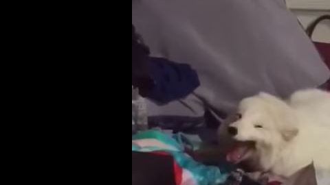 zorro risueño