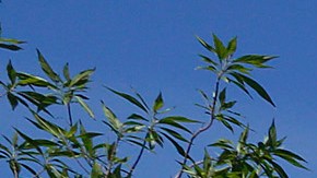 El Sereno Arroyo Playground (Foto: Aurelia Ventura/La Opinion)