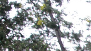 Especialistas trabajan en los alrededores del lugar donde vivía Armando Valencia Vargas, conocido como el "Monstruo de Monserrate", en Bogotá.