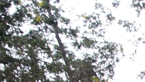 Especialistas trabajan en los alrededores del lugar donde vivía Armando Valencia Vargas, conocido como el "Monstruo de Monserrate", en Bogotá.