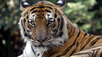 La población de tigres crece a nivel mundial