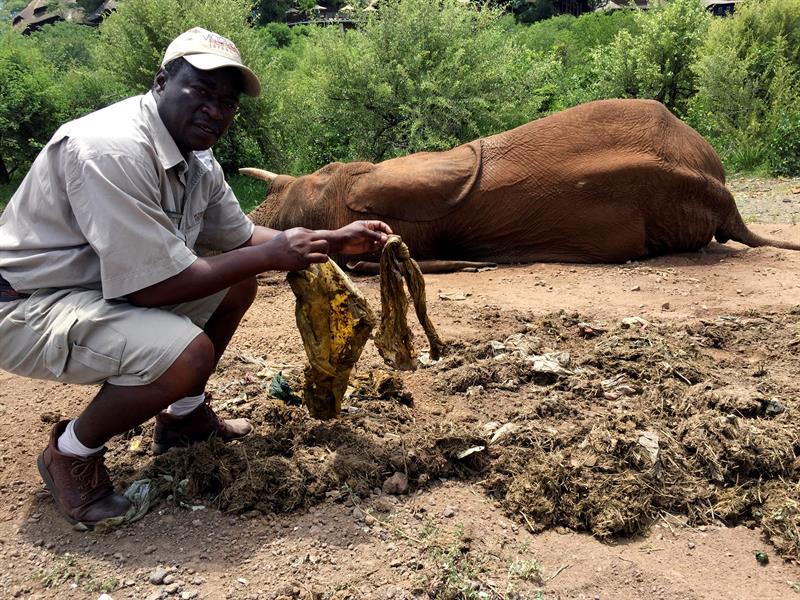 Un guardabosques muestra el plástico encontrado entre los excrementos de un elefante muerto.
