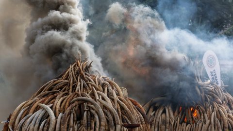 Pilas de colmillos de elefantes confiscados a cazadores furtivos arden en Kenia.