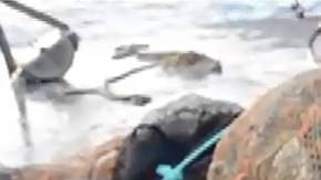 El hallazgo de un arrecife de coral en la desembocadura de un río no es usual.