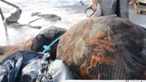 El hallazgo de un arrecife de coral en la desembocadura de un río no es usual.