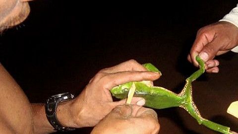 rana kambo
