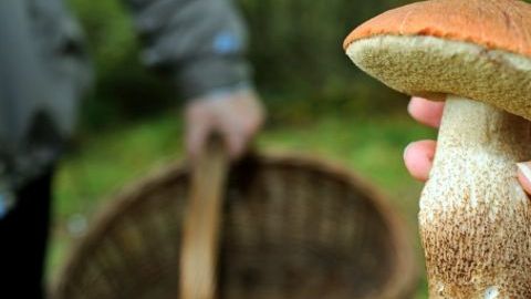 hongos