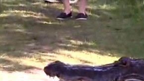 Las imágenes fueron grabadas en la reserva Circle B Bar en Lakeland, Florida.