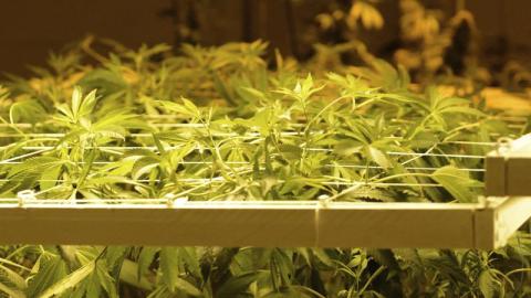 Dispensarios de marihuana en Denver, Colorado.