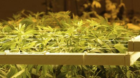 Dispensarios de marihuana en Denver, Colorado.