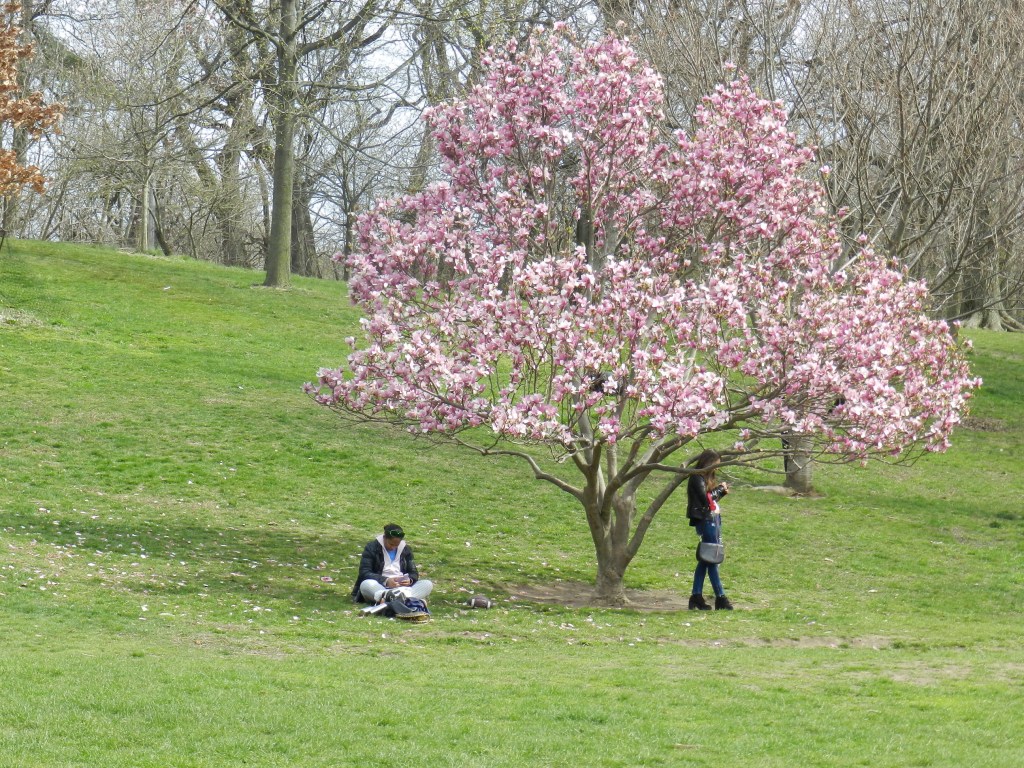 Nuestros Barrios Prospect Park - Washington Ave - Brooklyn Museum - Botanic Garden