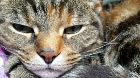gato
