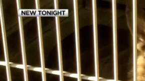 Las autoridades encontraron un total de 34 perros abandonados en un hogar de Highland.