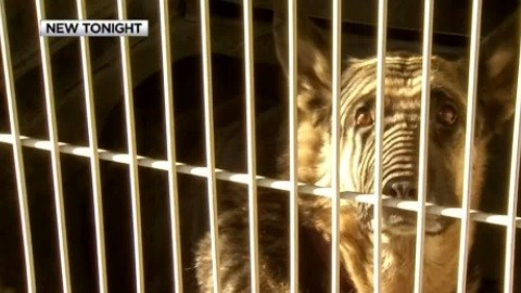 Las autoridades encontraron un total de 34 perros abandonados en un hogar de Highland.