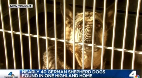 Las autoridades encontraron un total de 34 perros abandonados en un hogar de Highland.