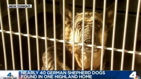Las autoridades encontraron un total de 34 perros abandonados en un hogar de Highland.