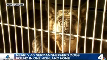 Las autoridades encontraron un total de 34 perros abandonados en un hogar de Highland.