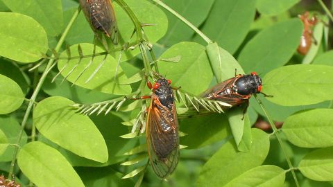 Cigarras adultas se secan las alas en las hojas en Reston, Virginia, después de 17 años de vivir bajo el suelo.