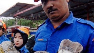 Al menos seis hombres ayudaron a levantar al reptil.