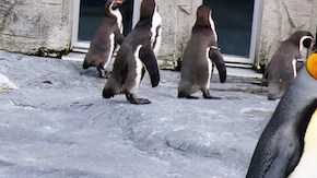 pinguinos